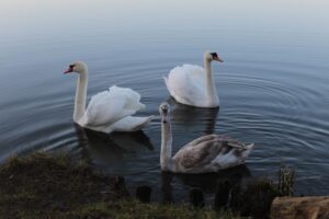 Love Triangle vs. Throuple Relationship: 5 Key Differences