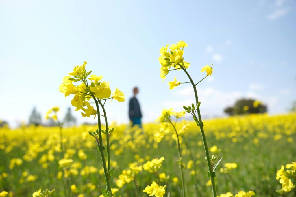 A blurry person standing in a bright yellow flower field with unformed personal identity.