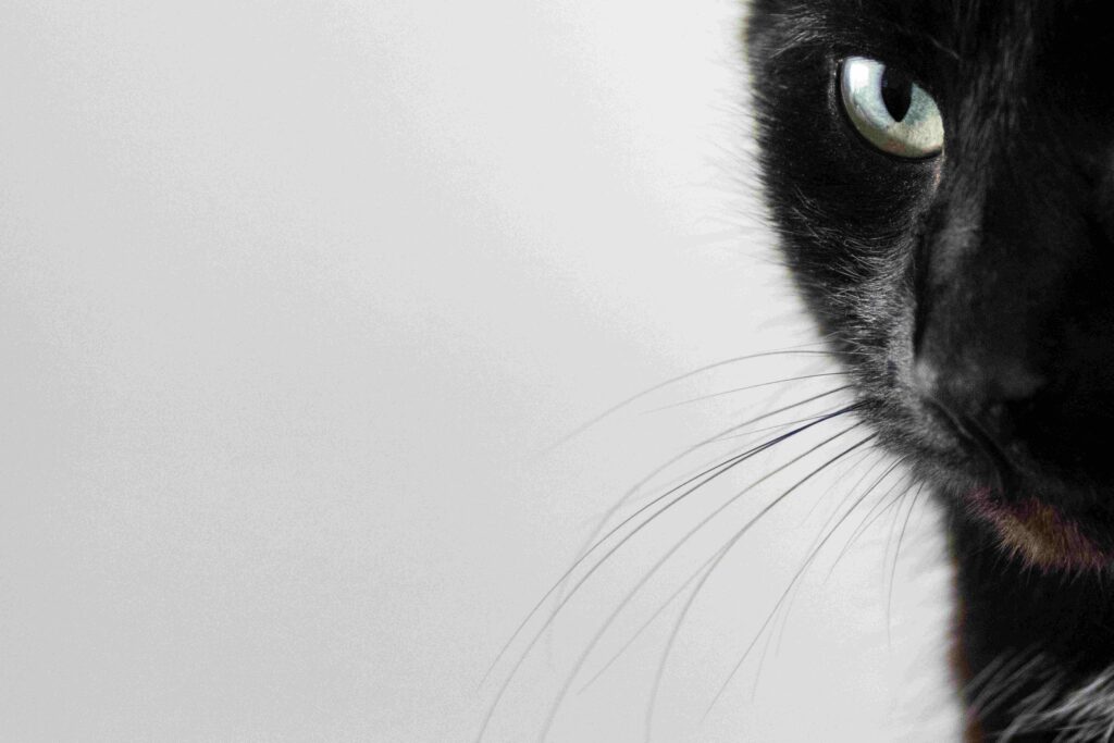 Black Cat Energy Meaning: 7 Grounded Ways to Hold Boundaries and Quiet Confidence Close up of a black cat with a focused gaze representing black cat energy meaning.